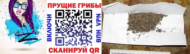 Галлюциногенные грибы Psilocybe  Купить где  Иннополис 